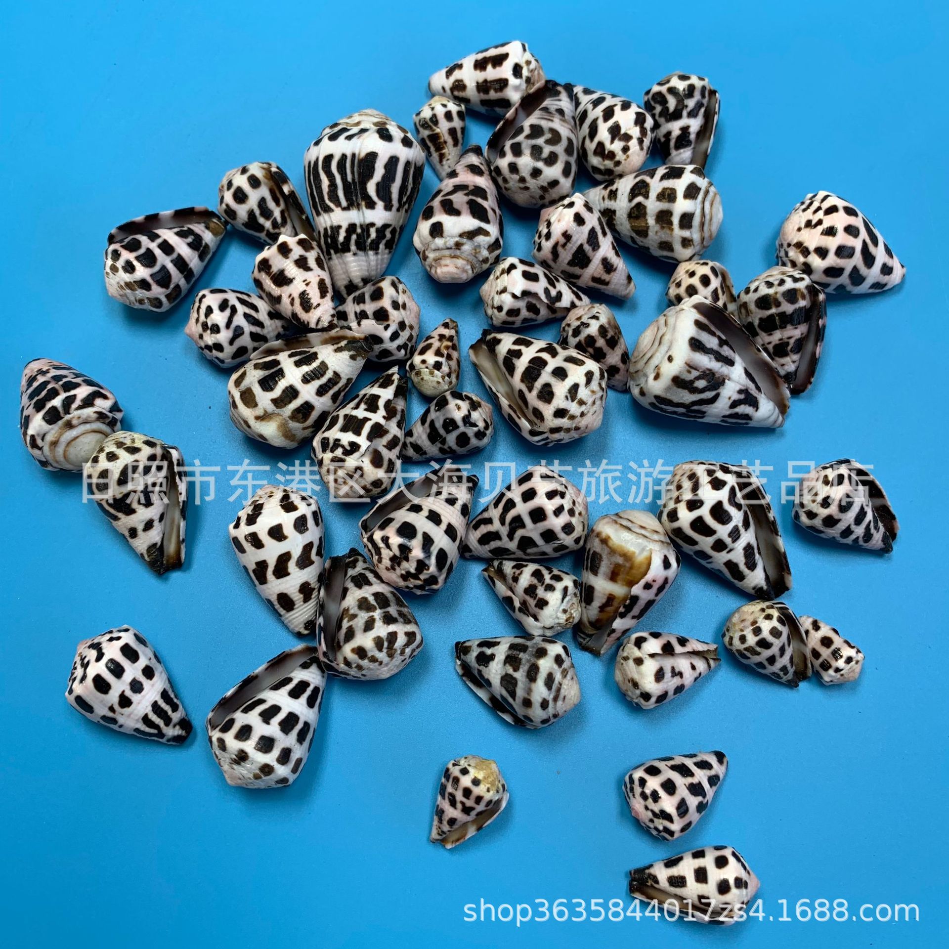 Black Spot Taro Snail Natural Conch Shell Small Taro Snail Fish Tank Aquarium Landscaping Decorative Floor Decorative Photography Crafts