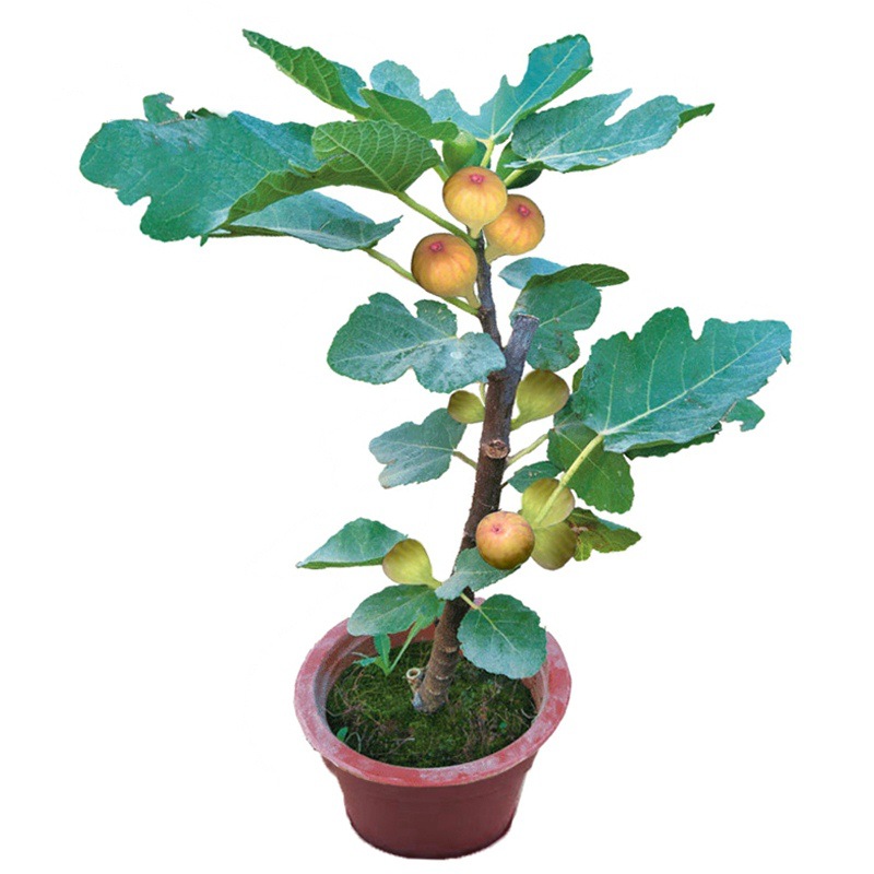 Fig Tree Fruit Seedlings Boji Red Four-Season New Variety Fruit Seedlings Fig Seedlings Potted Plants Bear Fruit in the Same Year