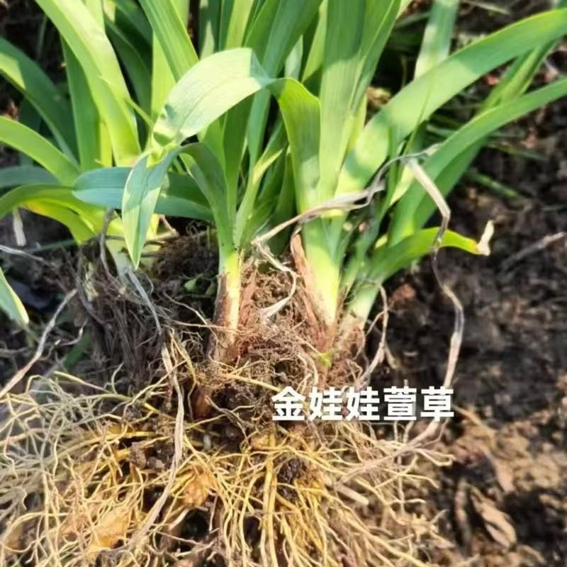 Golden Baby Daylily Flower Seedlings, Iris Seedlings, Butterfly Orchid Seedlings, Easy to Grow and Live in All Seasons, Courtyard Landscape Golden Baby Seedlings