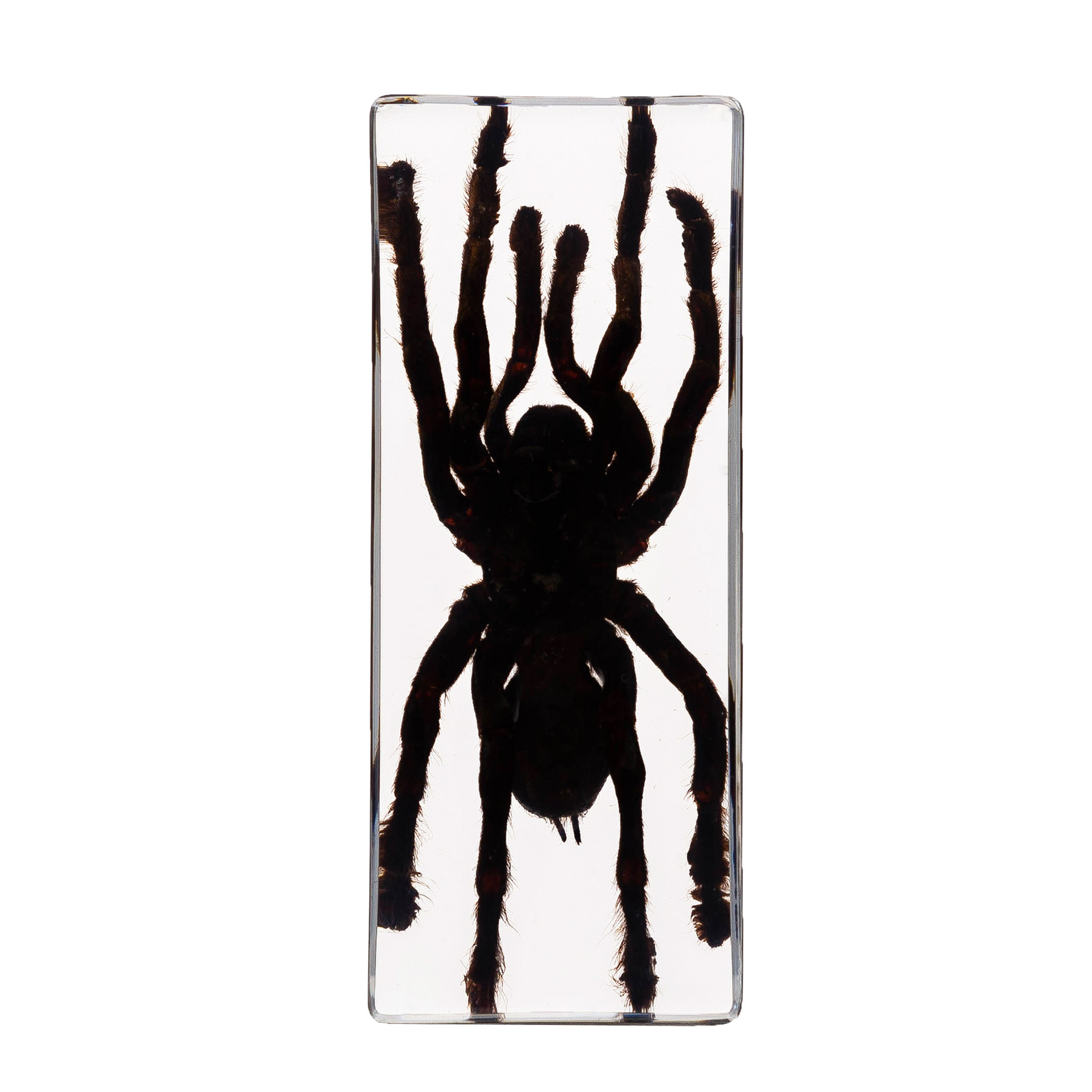 Zhenfang Craft Cross-Border Wholesale Real Insect Specimen High-Transparency Resin Amber Large Acrylic Ornament Embedded