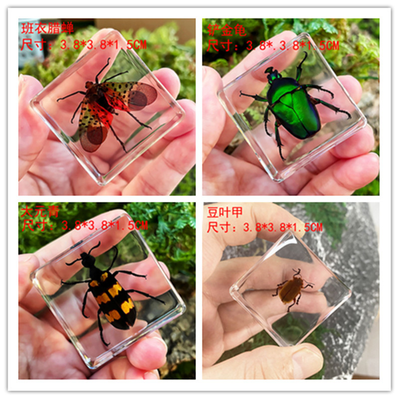True Worm Small Animal Insect Specimen Resin Marine Animal Amber Specimen Scorpion Spider Ant Crab Scarab