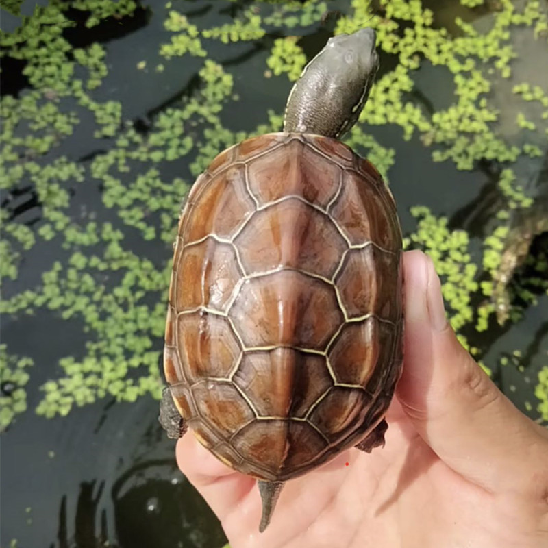 Living turtle in Waitang, Chinese grass turtle, ornamental pet living creature, small turtle, golden thread, tortoise seedling farm wholesale
