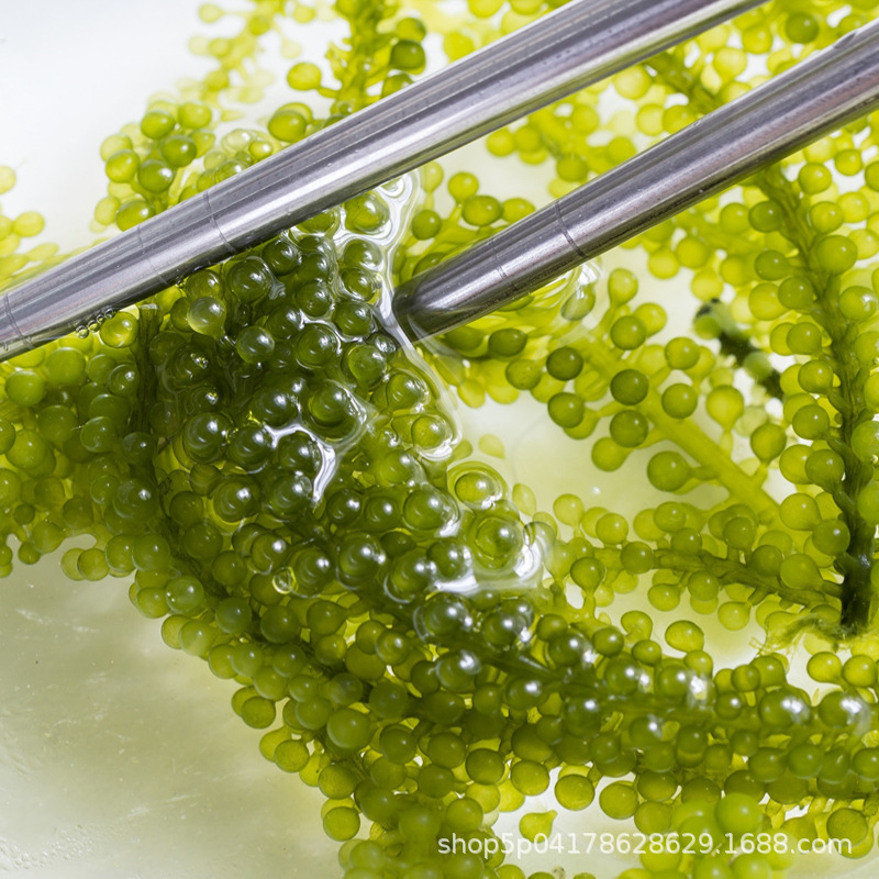 [Factory Direct] Salted Sea Grapes Classic Packaging 100g No Brand Information One Click Dropshipping