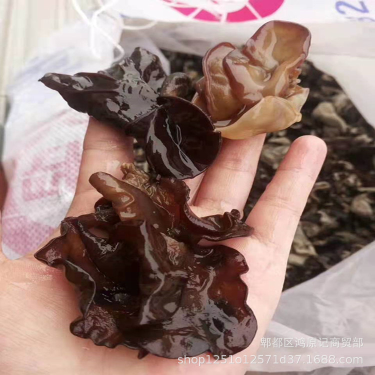 Running a Business in the Market, Selling Dried Fungus from Northeast China, Bulk Dry Goods Wholesale from Manufacturers