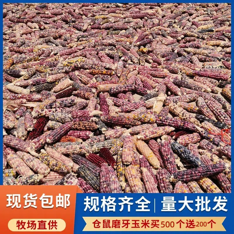 Cute 25-Year-Old Mini Corn Hamster Teething Corn on the Cob Dutch Pig Chinchilla Rabbit Snack Stick