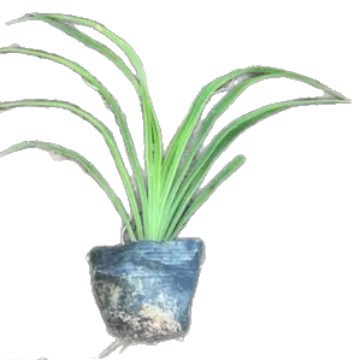 Golden Hosta Flower Sea Road Municipal Greening Project Seedlings Potted Golden Hosta Seedlings Wholesale Base