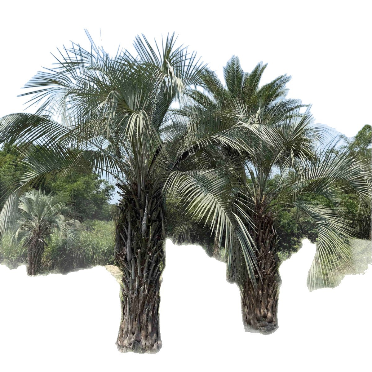 Henan Budi Coconut Price Shanghai Budi Coconut Base Wholesale Hubei Jiangsu Budi Coconut Tree Supply