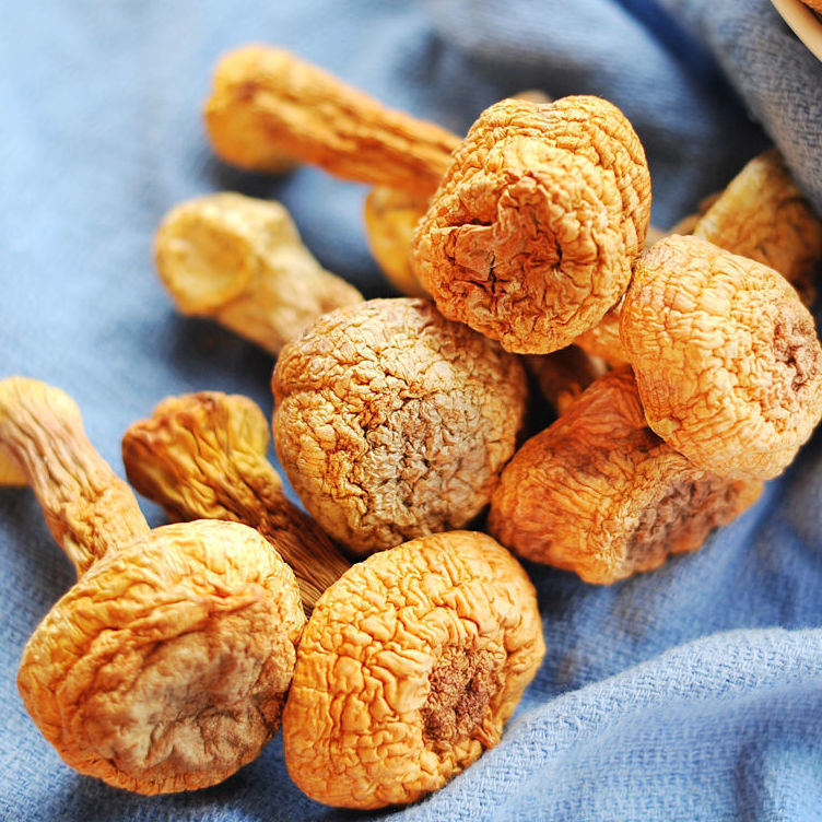 [Net Weight No Tray] Yunnan Agaricus Blazei Mushroom New Wholesale Matsutake Dry Goods Smoked Sulfur Brazilian Mushroom Soup Delivery