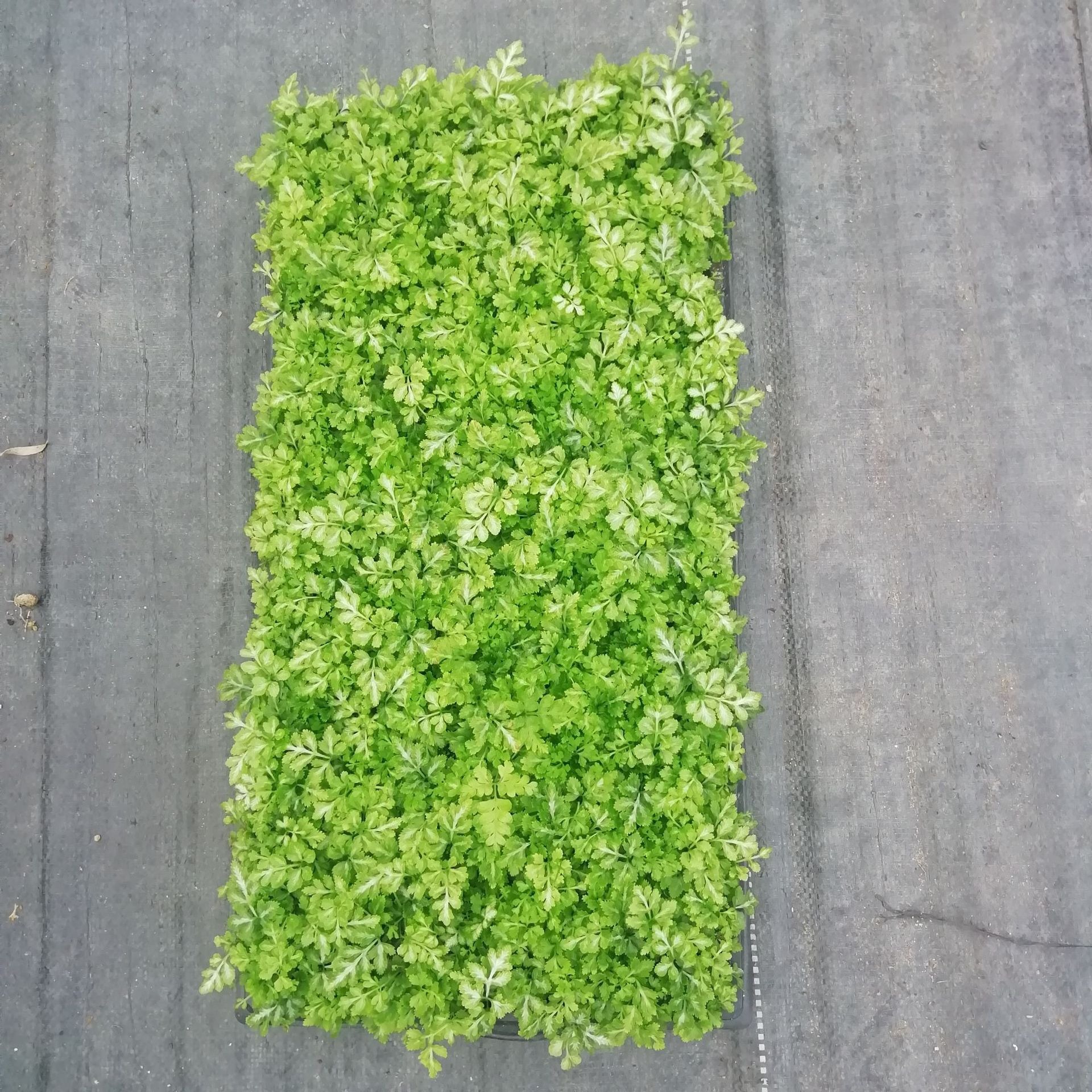 Source Manufacturer Supplies Indoor Green Plant Phoenix Tail Fern Xia Xue Silver Line Plug Seedling Base Flower Plant Seedlings Wholesale