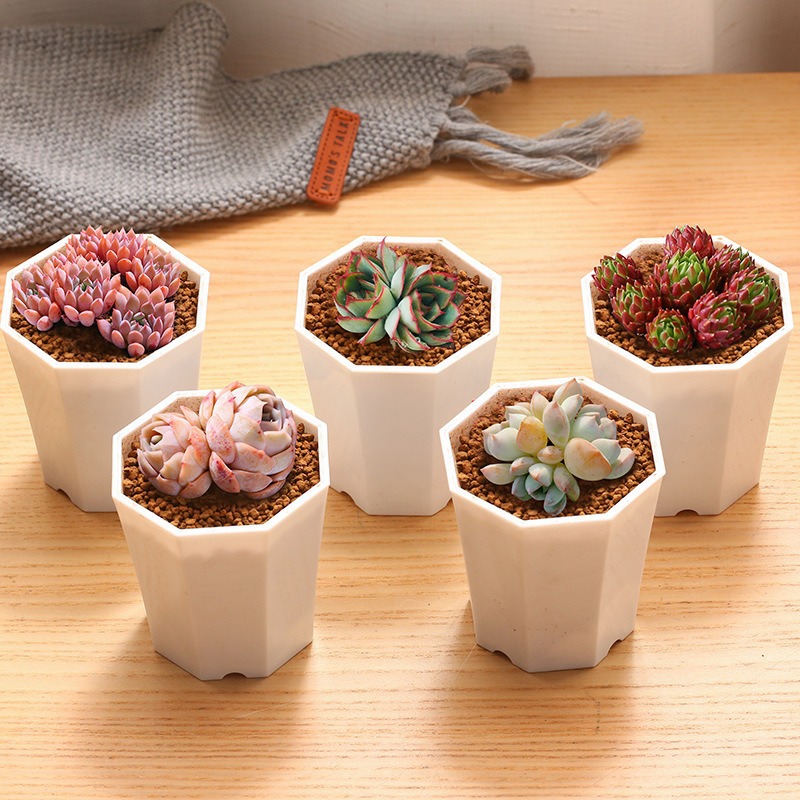 Free Shipping Succulents with Pots, Green Plants, Succulent Small Potted Plants, Kindergarten Small Gifts, Prizes, Promotional Event Gifts
