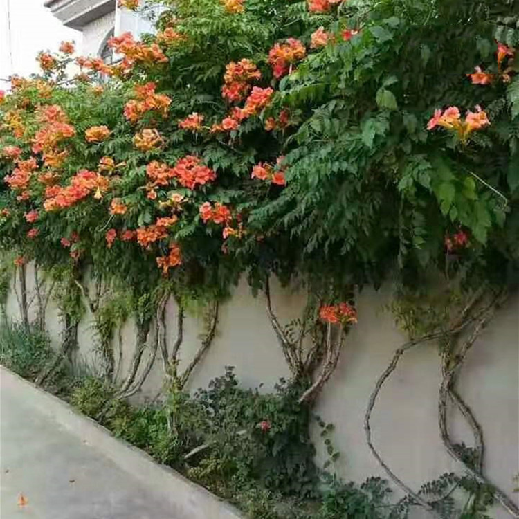 Оптовая поставка саженцев цветка Линсяо, вьющиеся цветы, саженцы Линсяо, вьющиеся растения для двора, полные спецификации Линсяо