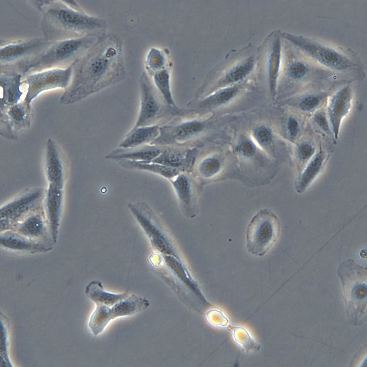 Meisen Ctcc Human Liver Cancer Cells Snu886
