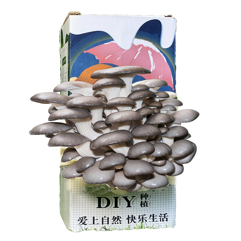 Mushroom Strand Planting Edible Mushroom Pleurotus ostreatus Mushroom Bag Box Children's Gift Mushroom Bag Family Fun Planting