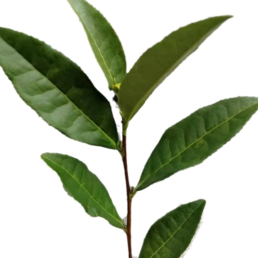 Anji White Tea Seedlings Are Planted from September to May, Early Tea Seedlings and Tea Sapling Planting Bases Are Wholesale Nationwide for Various Tea Seedlings