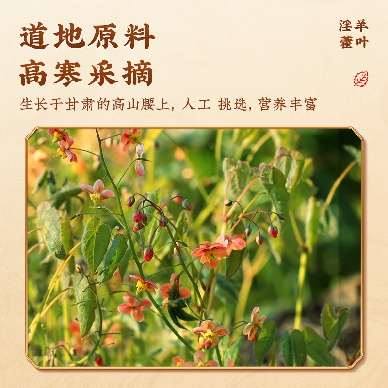 Epimedium Leaves Canned Wholesale Nanjing Tongrentang Male Tea Nourishing Health Tea a Generation of Fat