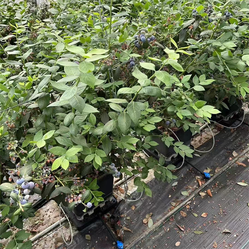 Base Sales of Blueberry Seedlings with Pots, Blueberry Fruit Seedlings for Planting in the North and South, Mist Blueberry Seedlings