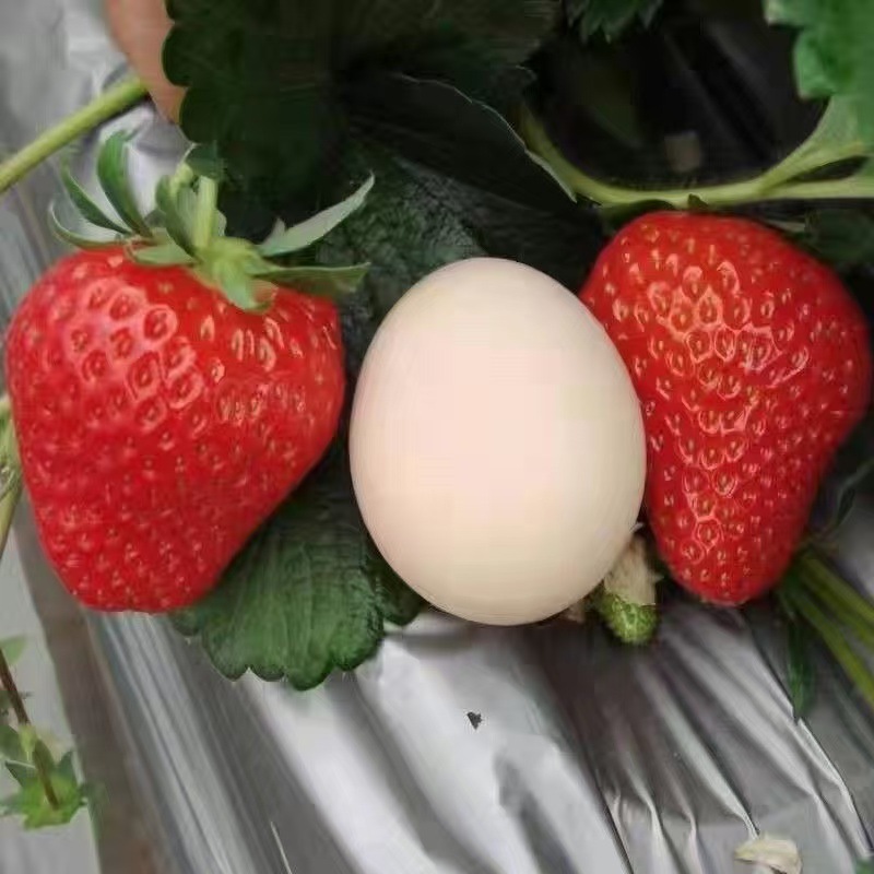 [Strawberry Seedlings Wholesale] Strawberry Seedlings Bare Root Short Strong Leaf Seedlings Cream Strawberry Seedlings Planted in the North and South