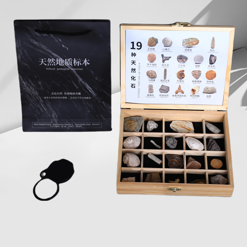 Ancient fossil original stone specimen set box trilobite amber stone decoration stone geological science teaching specimen