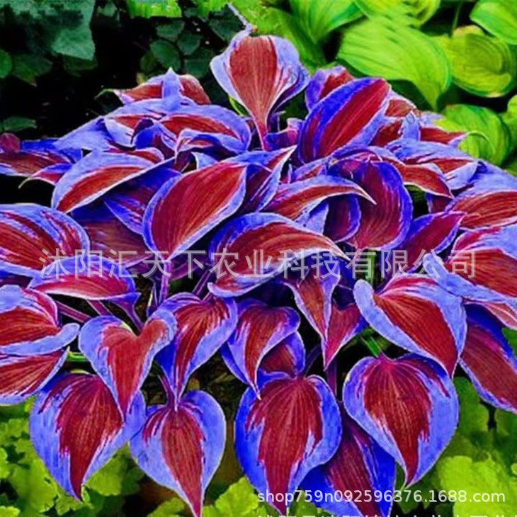 [Cross-Border Supply] Colored Leaf Jade Hairpin Flower Seeds, Jade Flower Seeds, Potted Flower Seeds, White Crane Flower Jade Flower Seeds