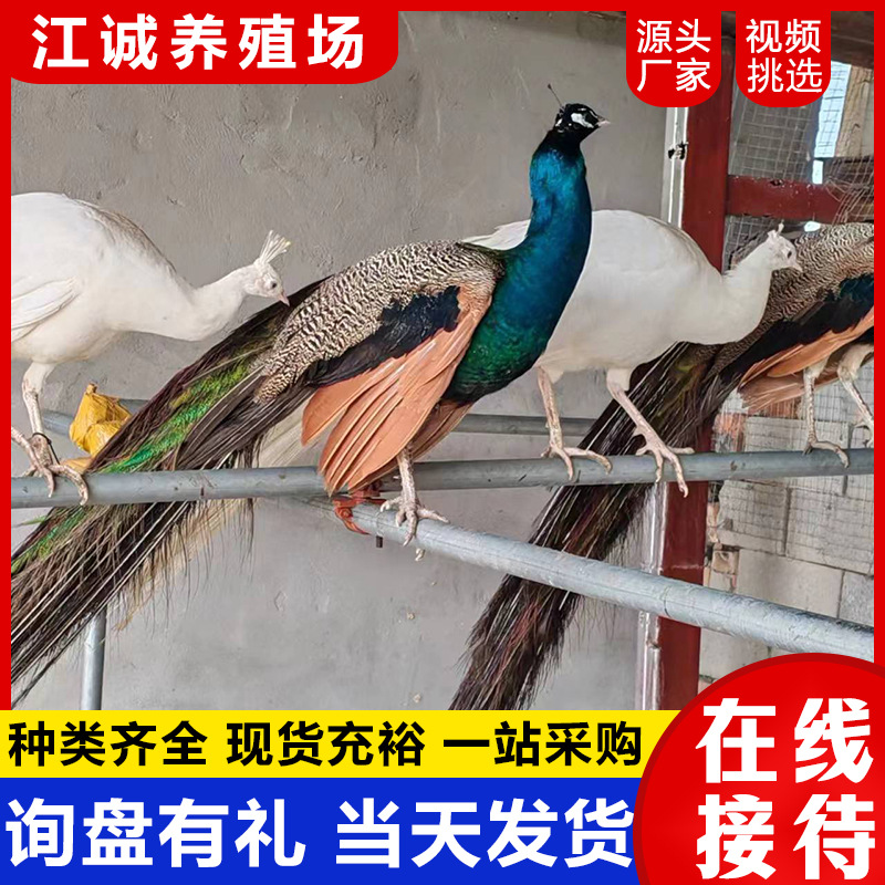 Scenic Garden Ornamental Blue Peacock Live Breeding Farm Seedlings White Peacock Price Pet Bird Live Ornamental Peacock