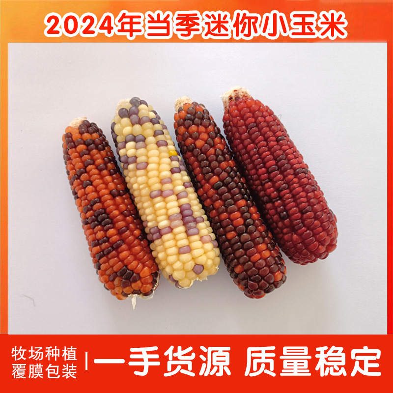 Мини кукуруза для хомяков, здоровые молярные закуски