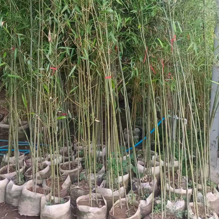 Xi'An Nursery Manufacturers Wholesale Green Bamboo, Shaanxi Small Bamboo Potted Gold Inlaid Jade Bamboo