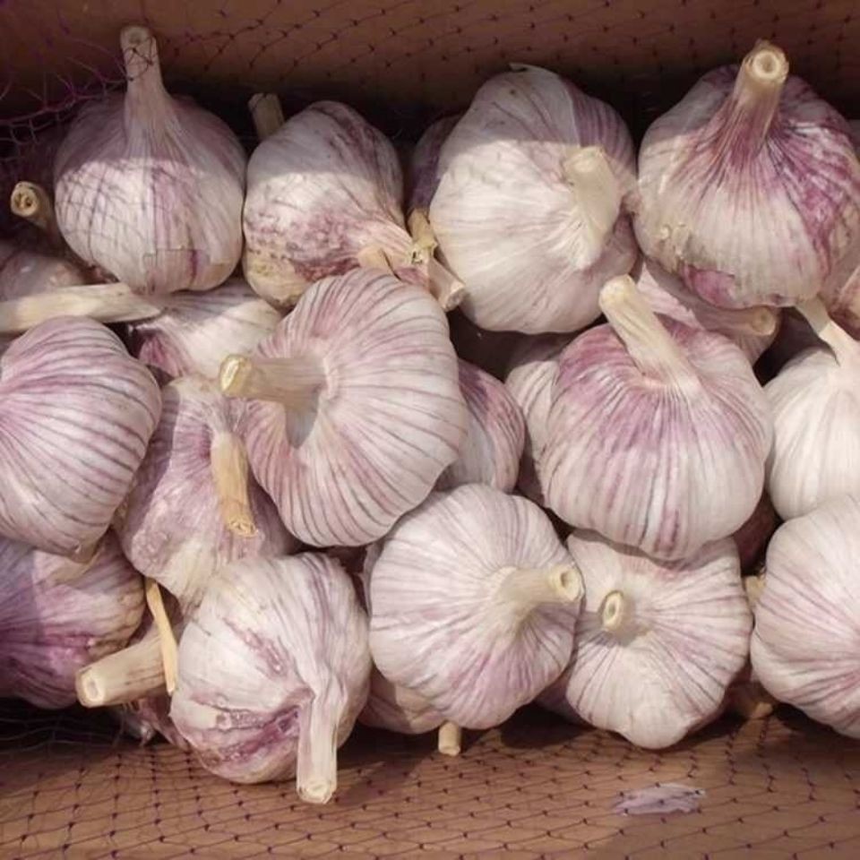 Purple-Skinned Garlic 2.5kg 2024 Seasonal Whole Box Fresh Vegetables New Dried Garlic Wholesale Red-Skinned Farm-Grown