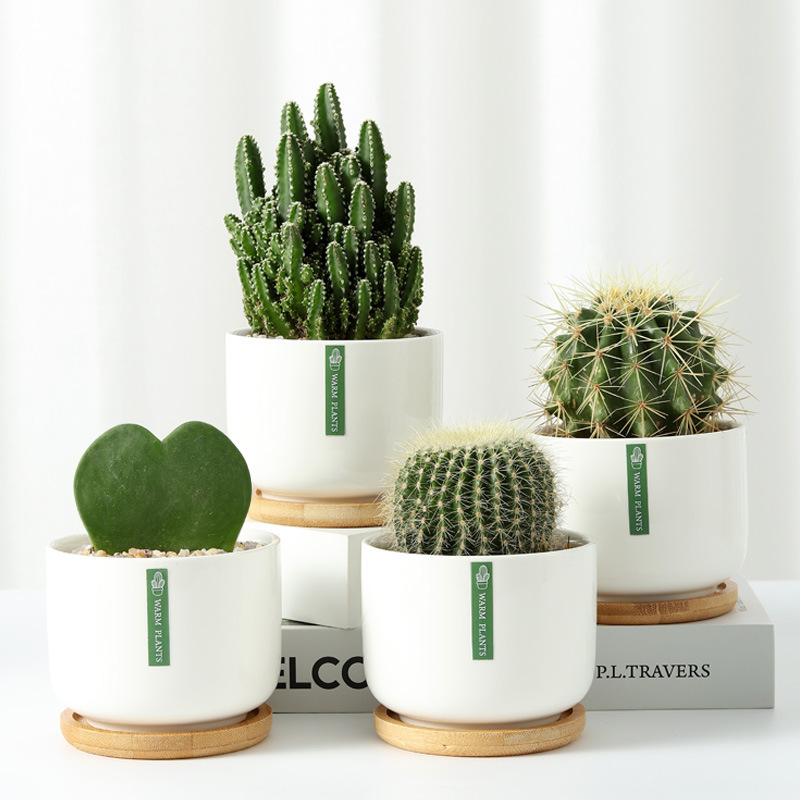 Golden Crown Golden Amber Golden Tiger Cactus Cactus Indoor Potted Plant Office Balcony Succulent Plants Good Flowers