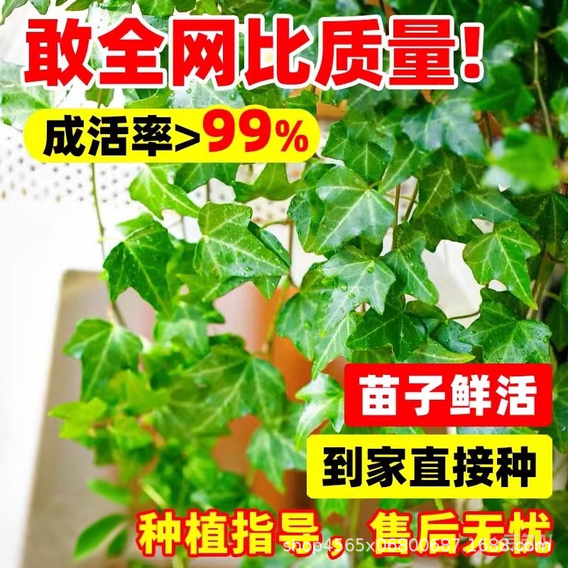 Ivy Seedlings Courtyard Balcony Climbing Vines Flower Landscaping Seedlings Ivy Seedlings Four-Season Evergreen Cold-Resistant Plant Seedlings