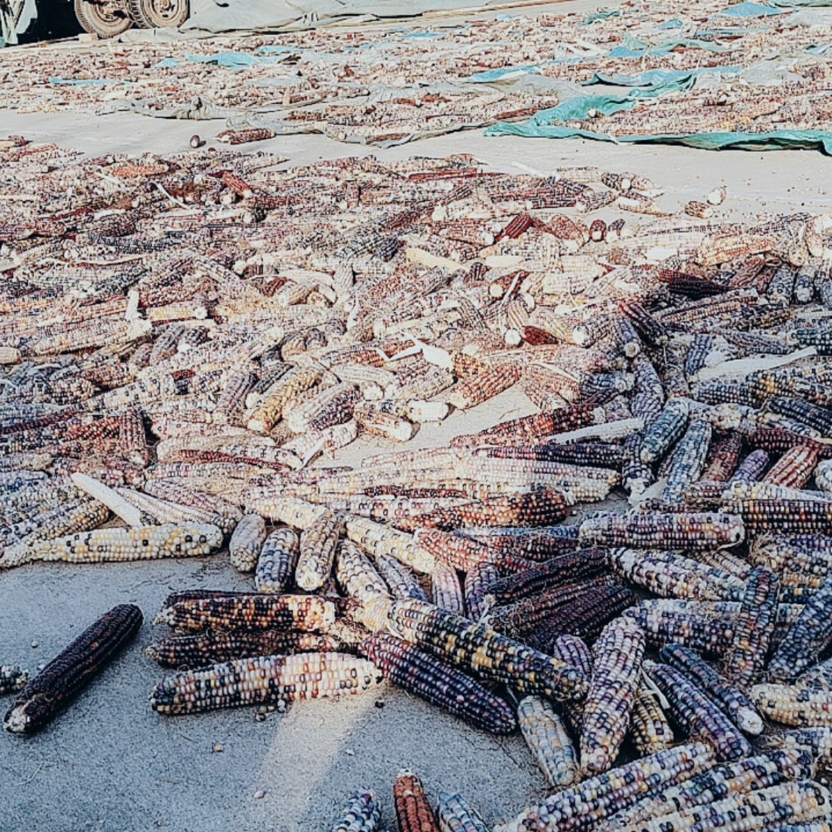 Cute 25-Year-Old Mini Corn Hamster Teething Corn on the Cob Dutch Pig Chinchilla Rabbit Snack Stick