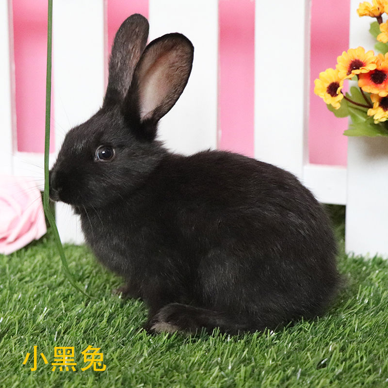 Yuanxi Little Rabbit Live White Rabbit Live Panda Rabbit Princess Rabbit Meat Rabbit Rabbit Princess Rabbit Wholesale Chengdu