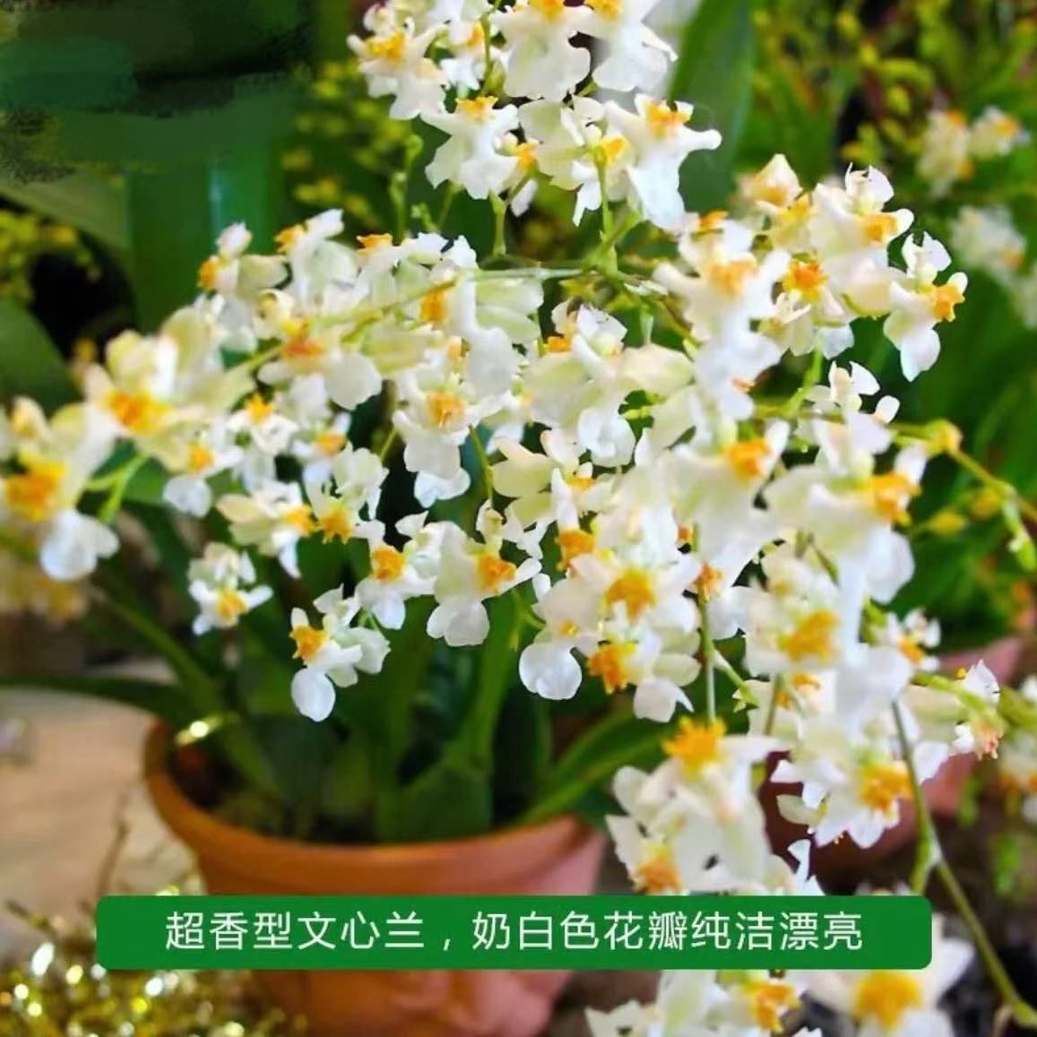 Dream Fragrance Color Fragrant Orchid Mixed Color Flower Buds Winter Indoor Green Plants with Strong Fragrance