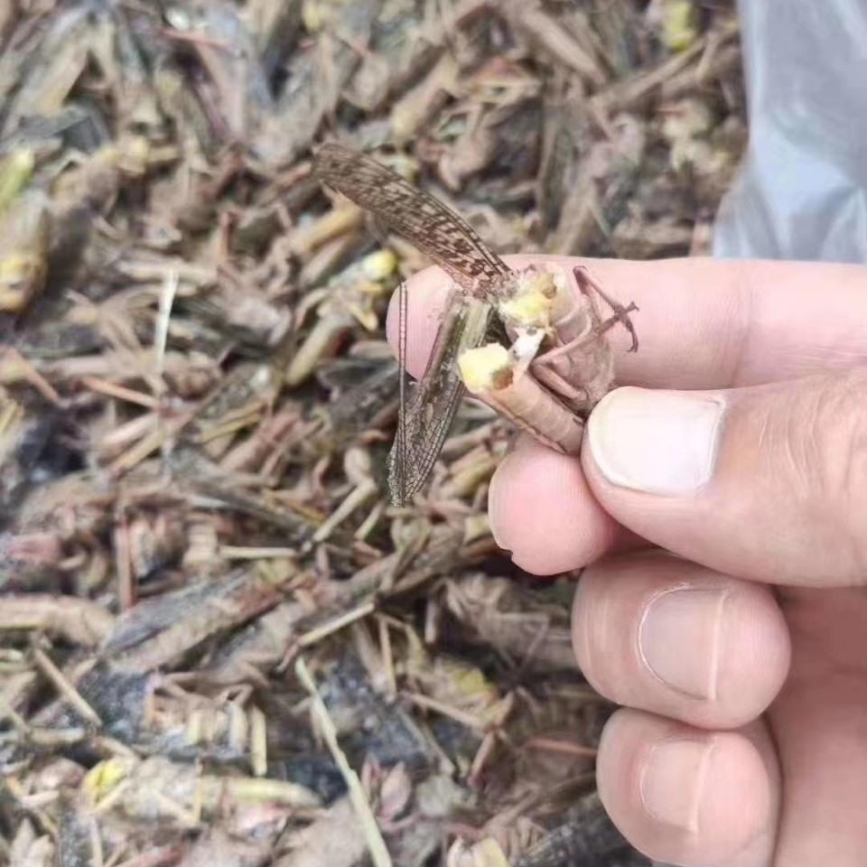 Wholesale Frozen Grasshoppers New Goods Native Grasshoppers Whole Box Commercial Spicy Fried Snacks Snacks Barbecue Special