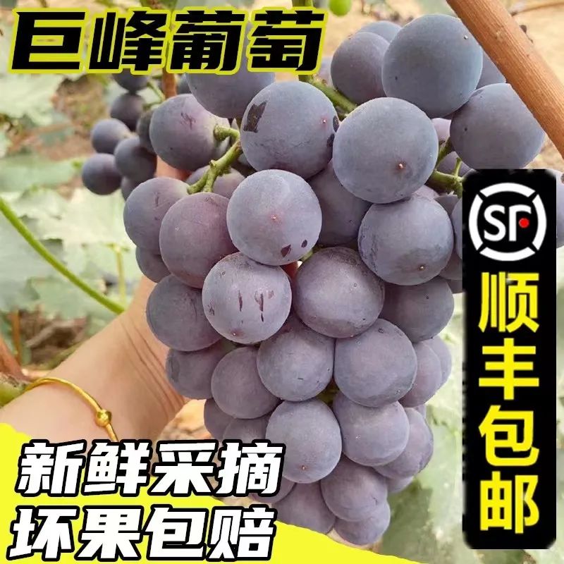 [Sf Cold Chain Whole String Delivery] Northeast Giant Peak Grapes Freshly Picked Seasonal Liaofeng Sweet Grapes Free Shipping