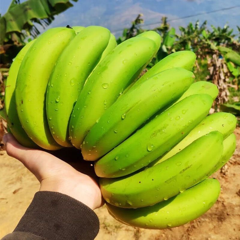 Authentic Williams Bananas 4.5kg Whole Box Fresh Seasonal Fruit Wholesale with Free Shipping 2.5kg Guangxi Alpine Large Plantain