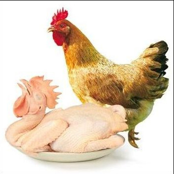 Wen's Fresh Chicken Is Now Slaughtered and Shipped in a Cold Chain. Three Yellow Chickens/Butter Chicken/Comb Chicken/Old Hen/Wenchang Chicken