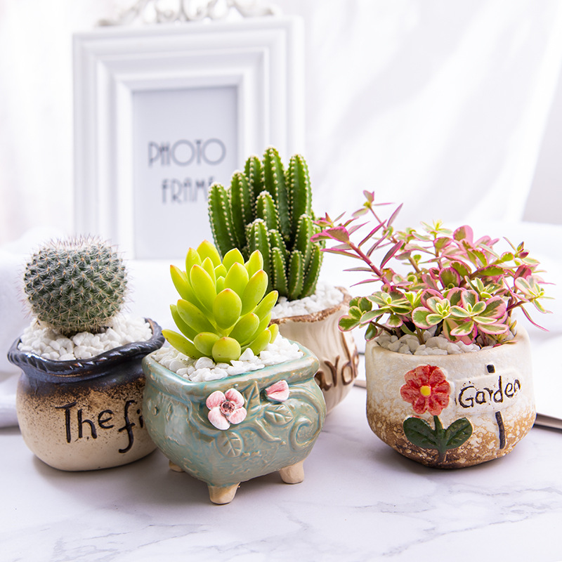 Succulent Potted Indoor New Succulent Plant Combination Jade Dew Flower Pot Soil Set Novice Green Plant Flower Radiation Protection