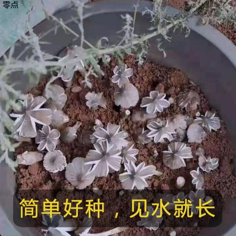 Authentic Fresh Agaricus Blazei Mushroom Seeds for Home Cultivation, Pure Wild Mushrooms, Tricholoma Matsutake, and Litchi Mushroom for All Seasons