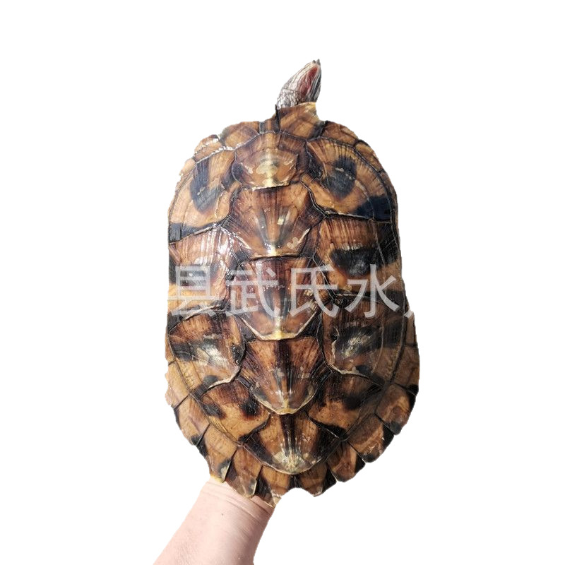 3- 18cm Large and Small Brazilian Turtles, Brazilian Baby Turtles, Pet Wholesale, Red-Eared Turtles Native to the Breeding Area, Reptile Pets