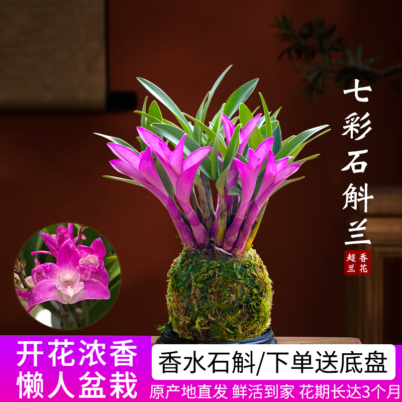 Colorful Perfume Dendrobium Orchid Blooms Well in All Seasons and Is a Green Plant with Strong Fragrance. Dendrobium Green Plant Purifies the Air