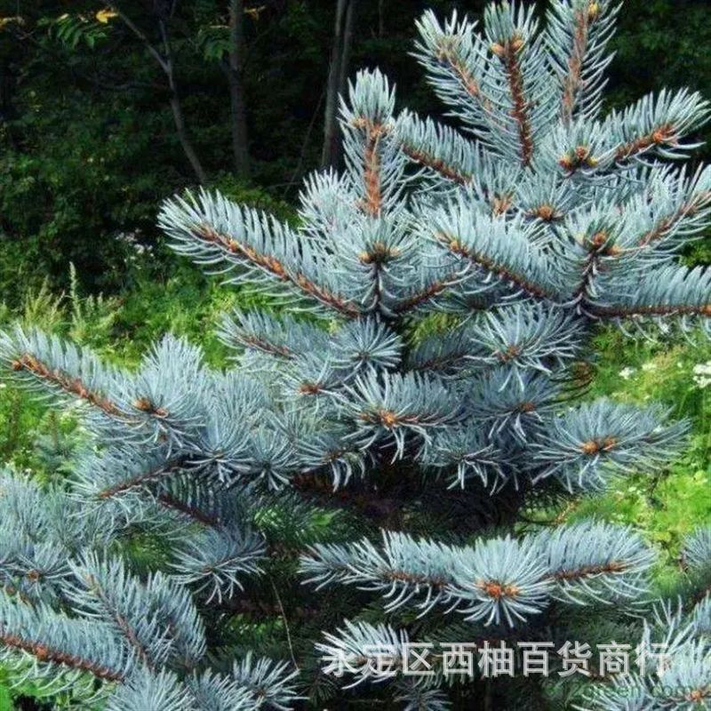 Blue Spruce Seeds, Black Spruce Greening Seedlings, Blue Spruce Saplings, Colorado Blue Spruce Seedlings, Courtyard Indoor Plants