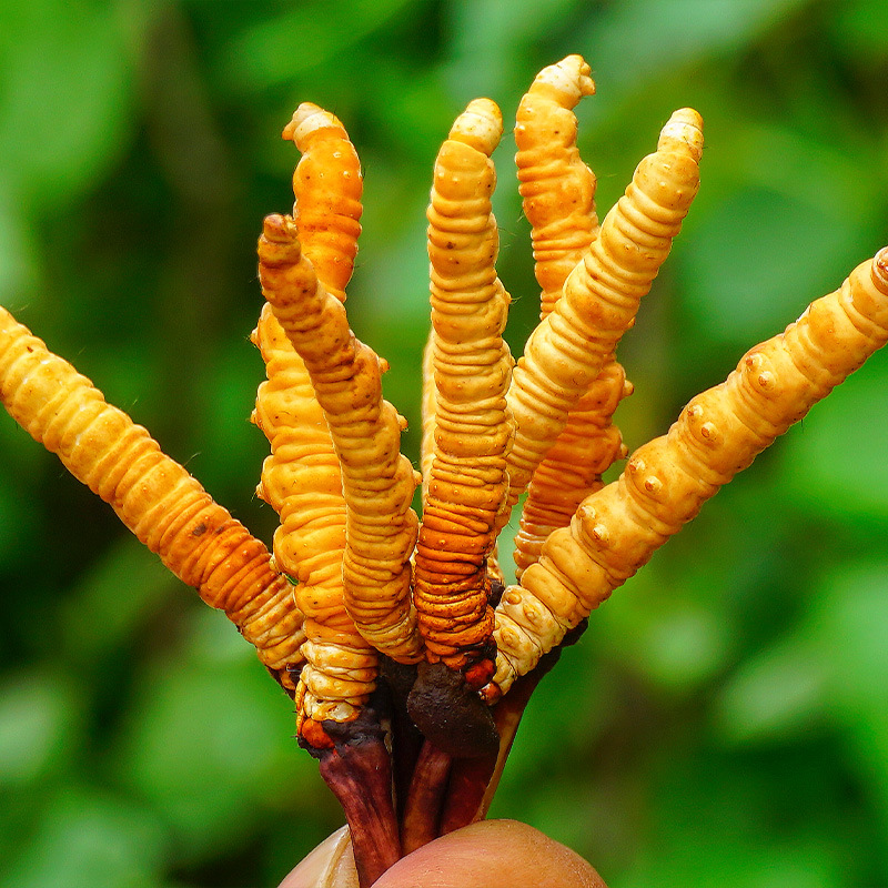 Fresh Cordyceps Sun-Dried Grass Xizang Nagqu High-Altitude Cordyceps Dry Brushed Fresh Cordyceps Wholesale Cordyceps