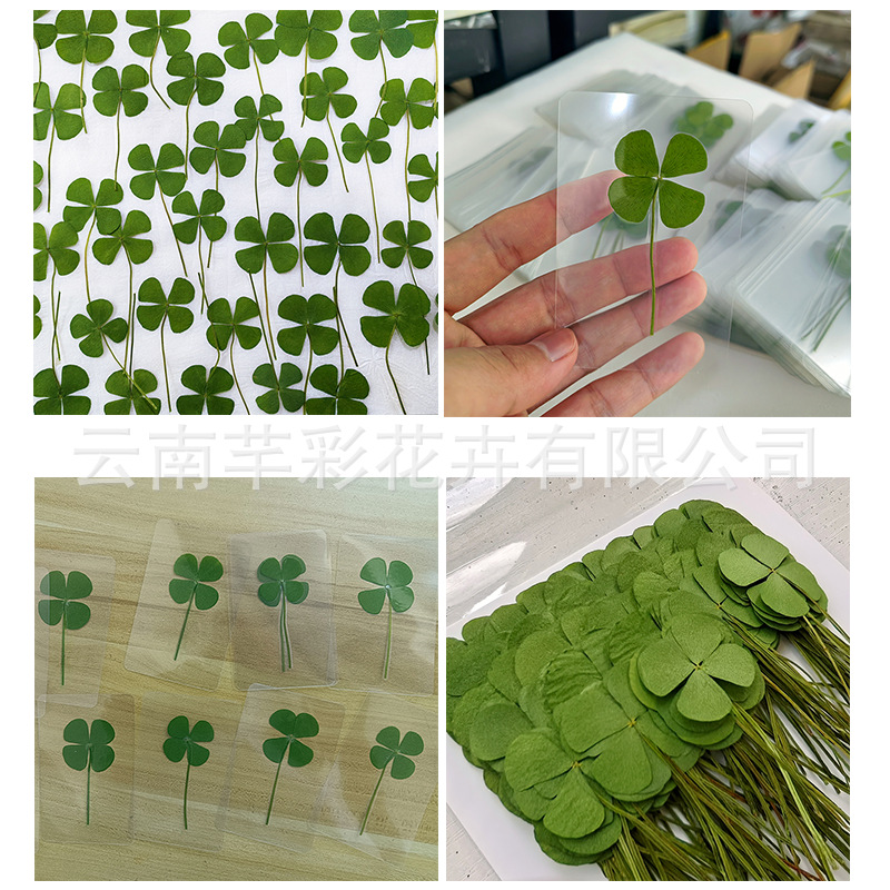 Four-Leaf Clover Dried Flower Embossed DIY Clover Four-Leaf Clover Bookmark Plastic Transparent Real Plant Dried Flower Plastic Bookmark
