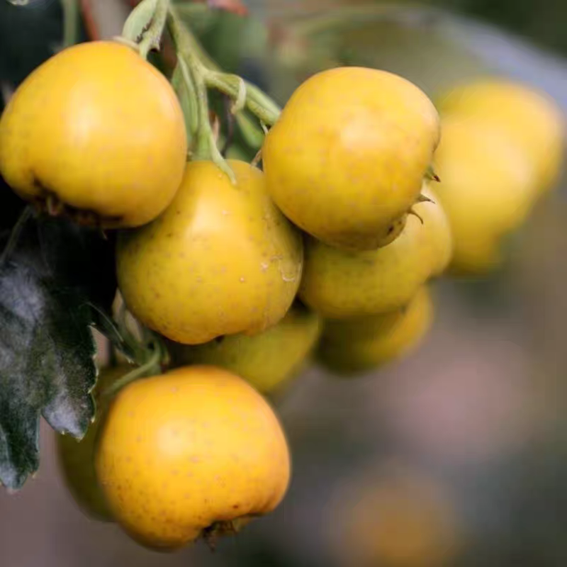 2025 Fresh Fruit Sweet Taste Huangshan Hawthorn Golden Ruyi Cotton Ball Hawthorn Yimeng Mountain Specialty Freshly Picked and Shipped