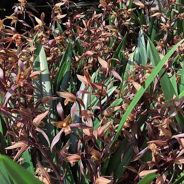 New Store Opening, New Variety of Ink Orchid, Fragrant and Blooms in All Seasons, Easy to Maintain, Wholesale and Dropshipping Available