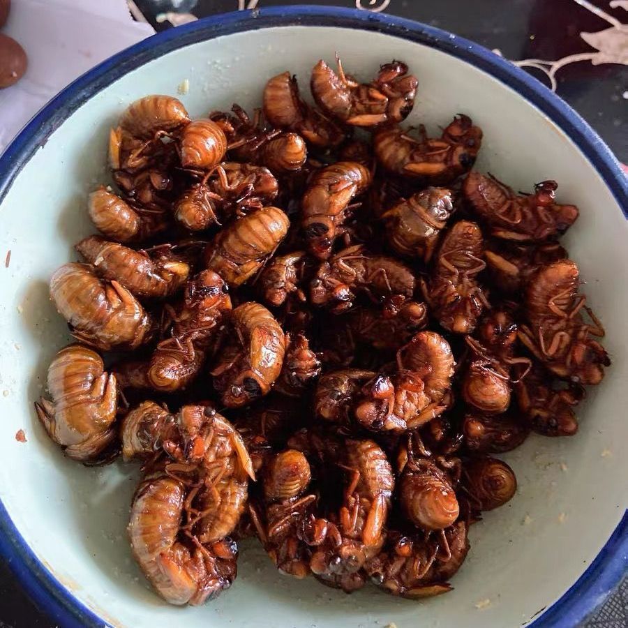 100 Free Shipping Fresh Cicadas Live Quick-Frozen Golden Cicadas Wholesale