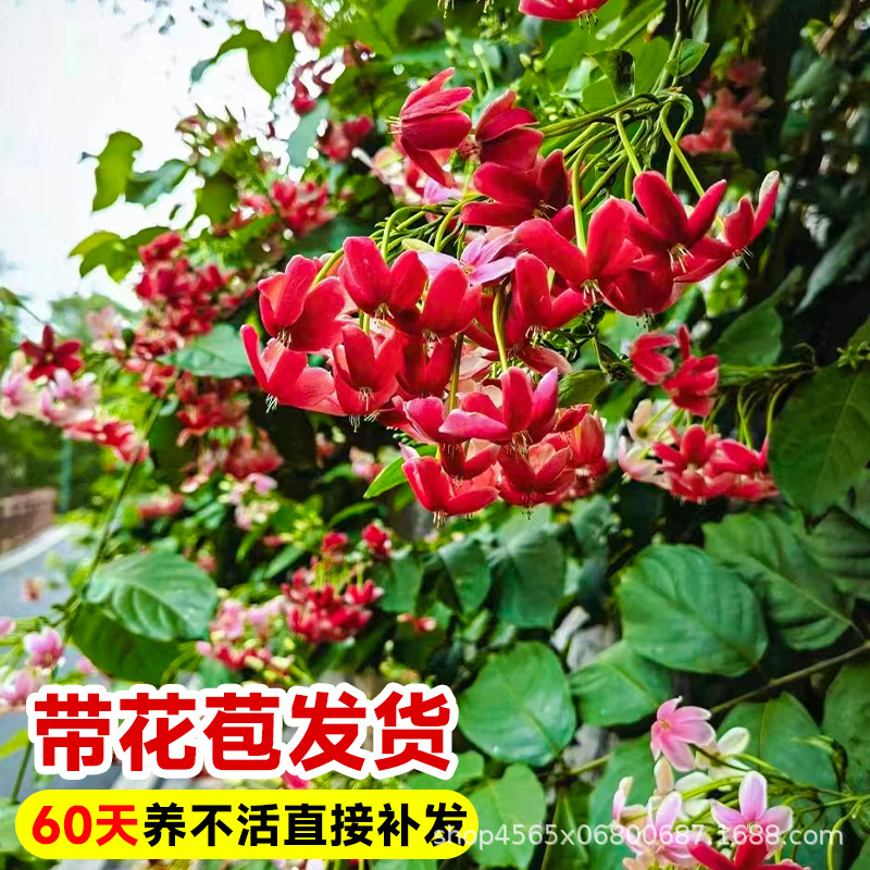 Bougainvillea Climbing Plant Indoor and Outdoor Double-Flowered Vine Climbing Flower Balcony Courtyard Fence Flower Bougainvillea Seedling