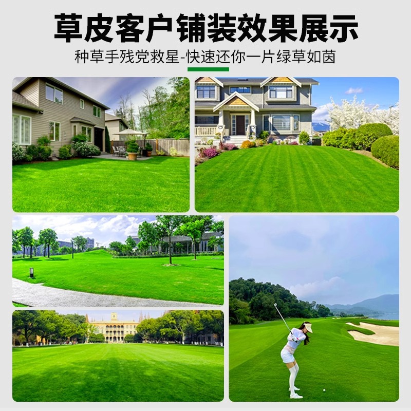 Lawn with Mud Grass Roll House Garden Greening All Year Round Green Rye Grass Manila Turf Real Grass with Soil Green Grass