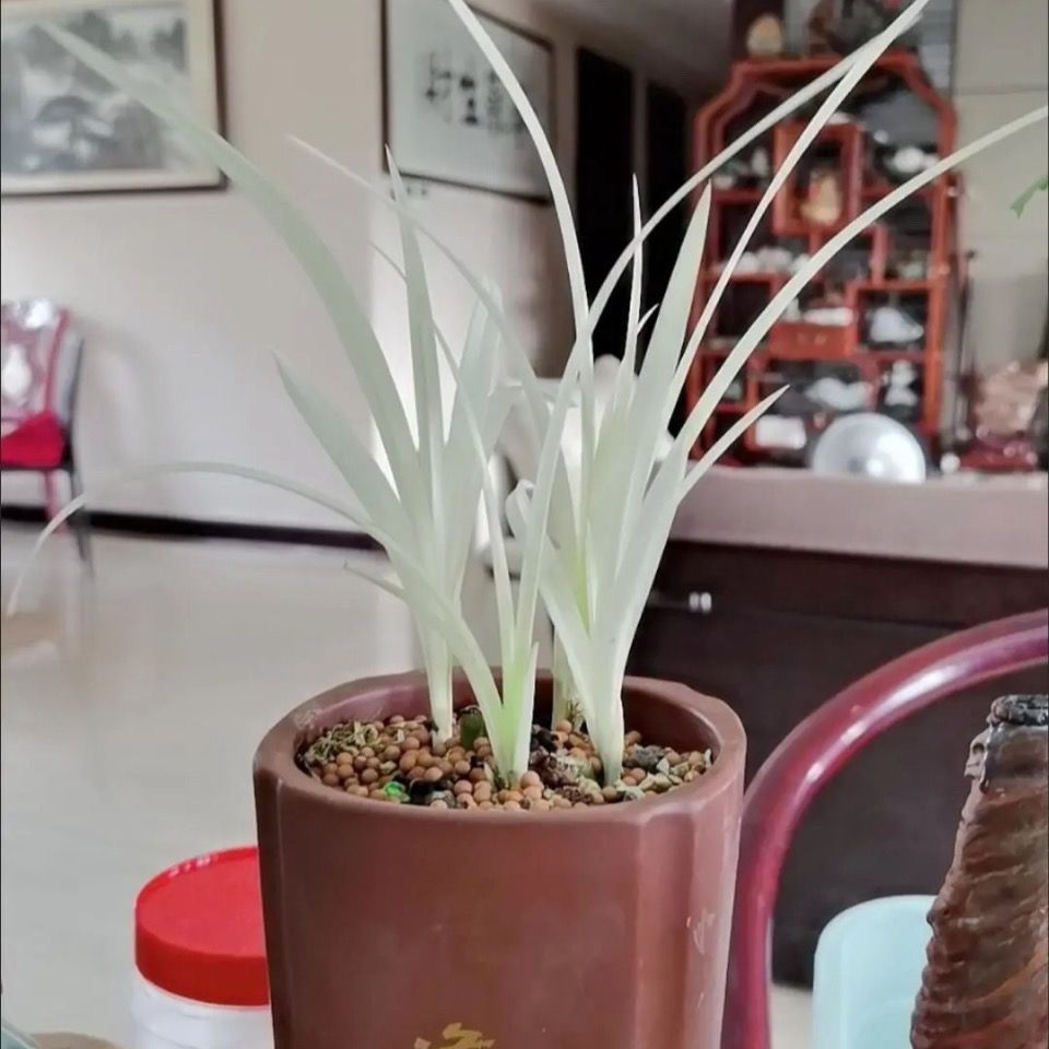 Special Orchid (Colorful White Jade) Is a Treasure of the Garden and Is Worth Collecting and Suitable for Indoor Potted Plants