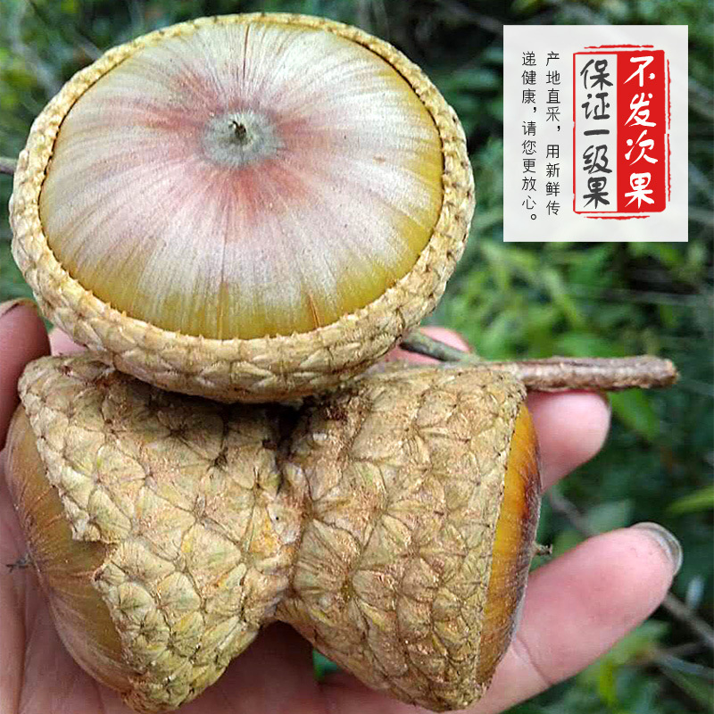 Freshly Picked Wild Figs from Guangxi, Authentic Figs with Thick Scales, 500g for Soaking in Wine